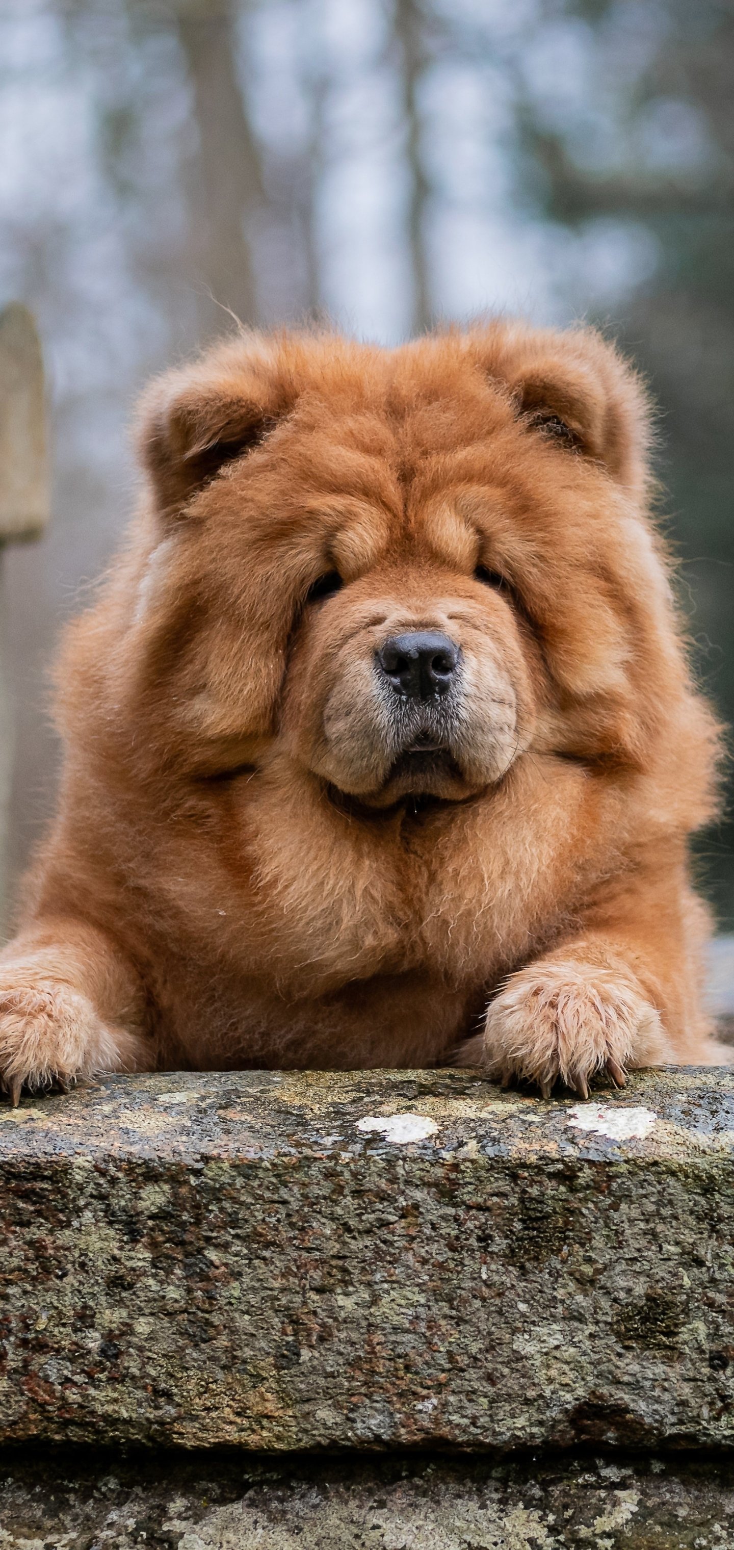 Chow Chow Dog Wallpapers - Wallpaper Cave