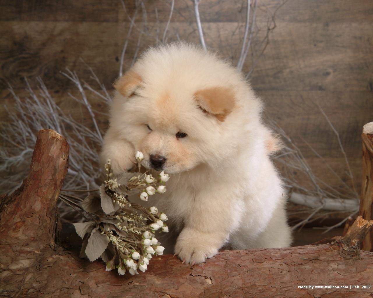 Chow Chow Wallpaper