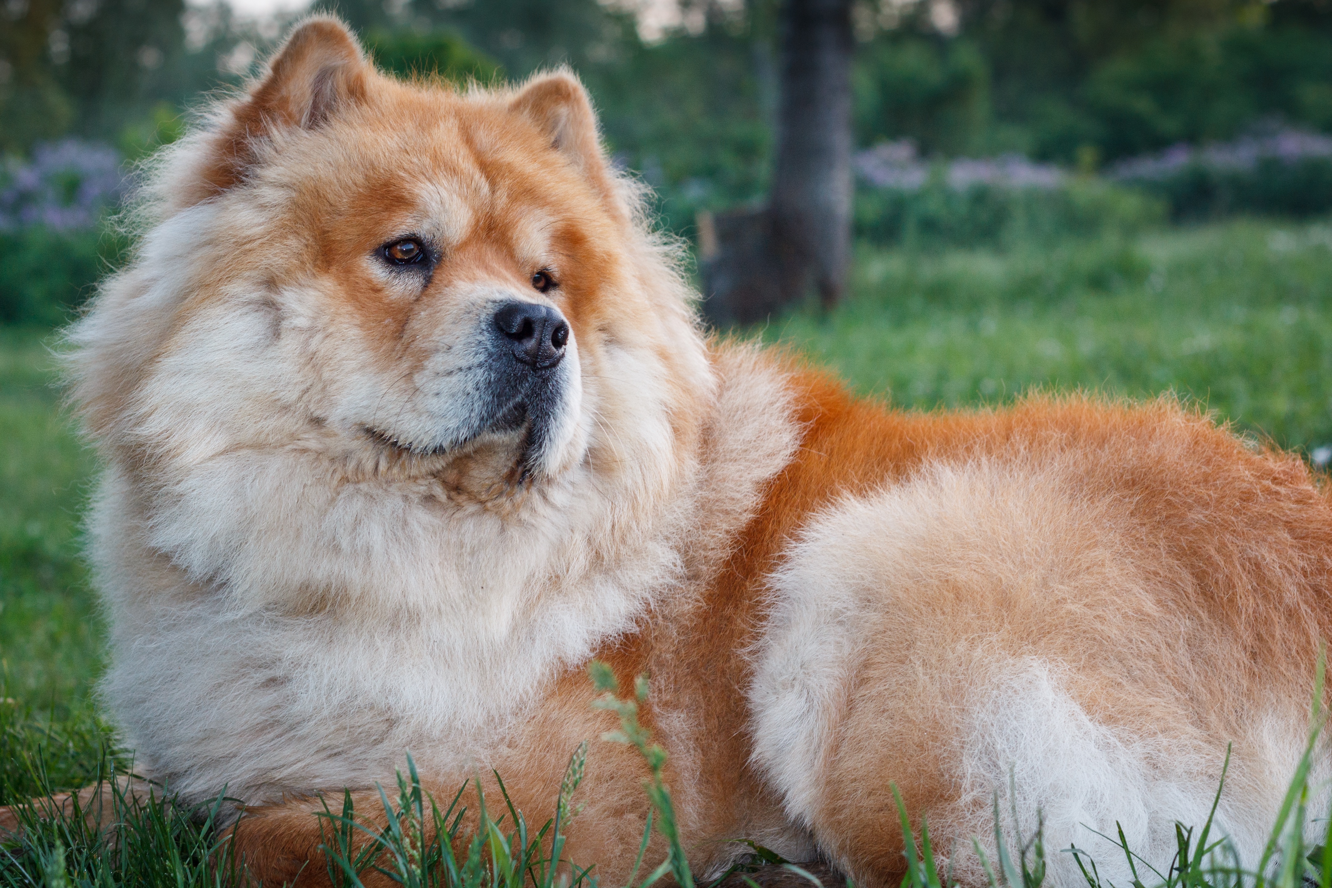 Chow Chow Dog Wallpaper:4272x2848