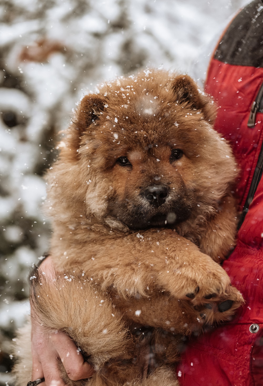 Chow Chow Picture [HD]. Download Free Image