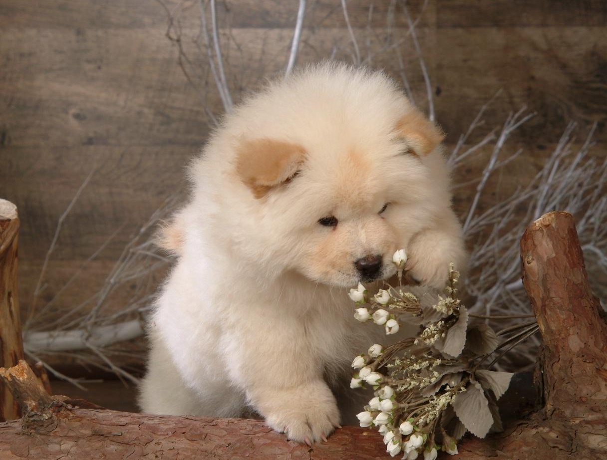 Click Here To See More Information About Chow Chows Chow Puppies Wallpaper & Background Download