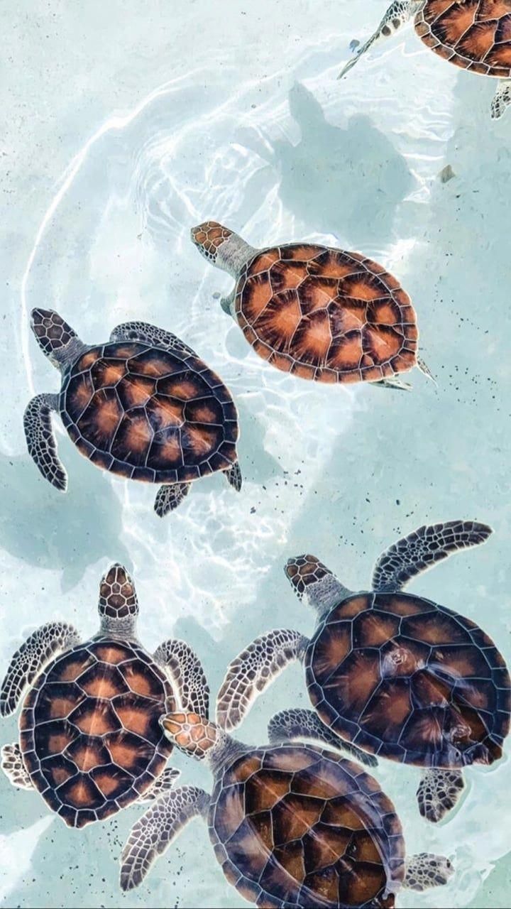 Turtles #foundonweheartit #tropical #summer #blue #travel #vacation #ocean #sea #turtles. Turtle wallpaper, Beach wall collage, Ocean wallpaper