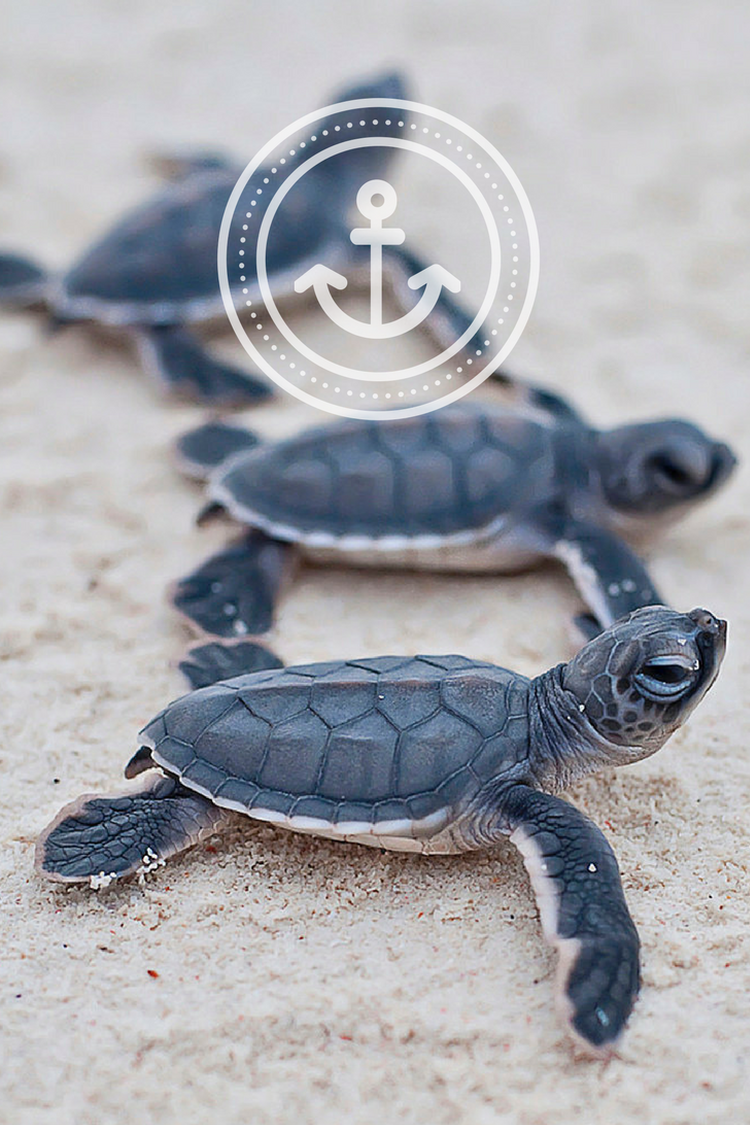 turtles #sand #summer #wallpaper #phone #background #iphone #blue #summer #freedom #beach #tumblr #beach #anch. Baby turtles, Baby sea turtles, Animals beautiful