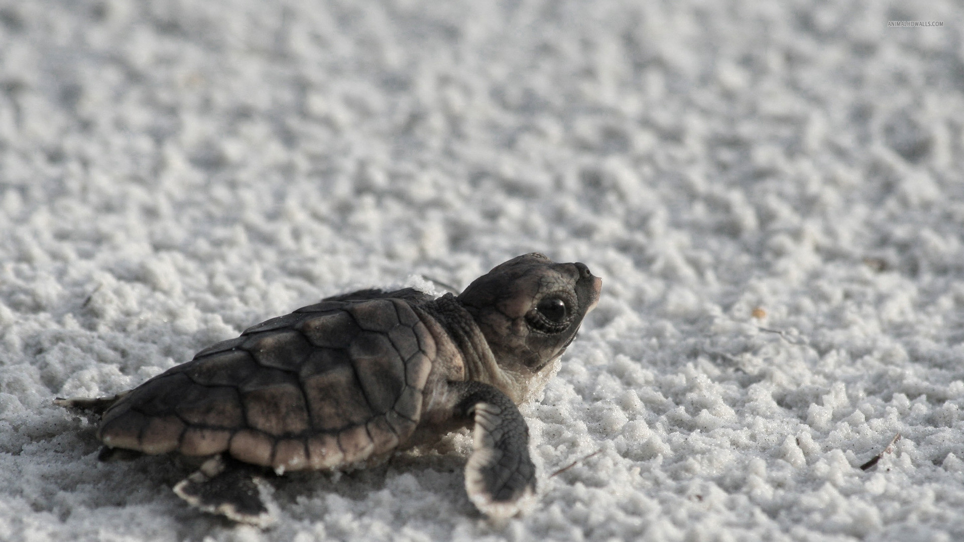 1920x1080, Baby Turtle Wallpaper 2 Data Id Data Sea Turtle HD Wallpaper & Background Download