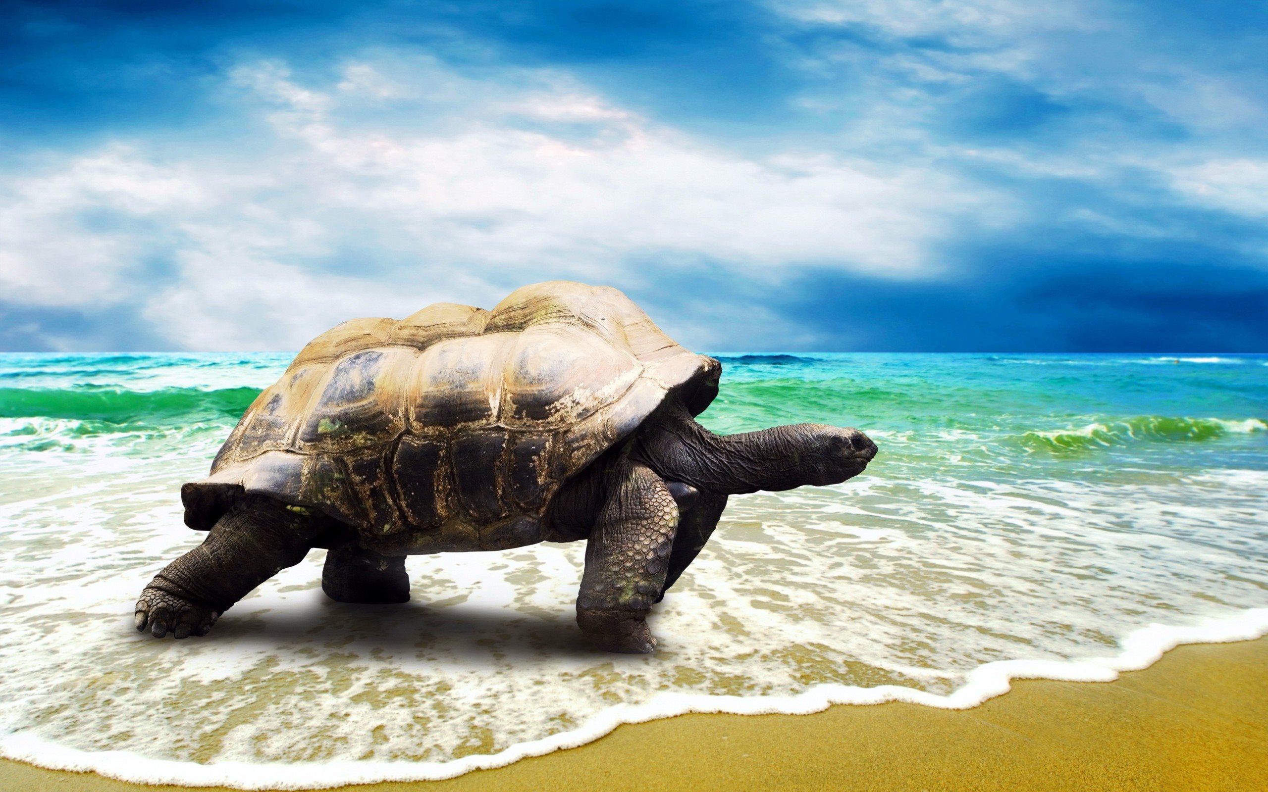 Download wallpaper wave, beach, turtle, photo turtles, summer for desktop with resolution 2560x1600. High Quality HD picture wallpaper