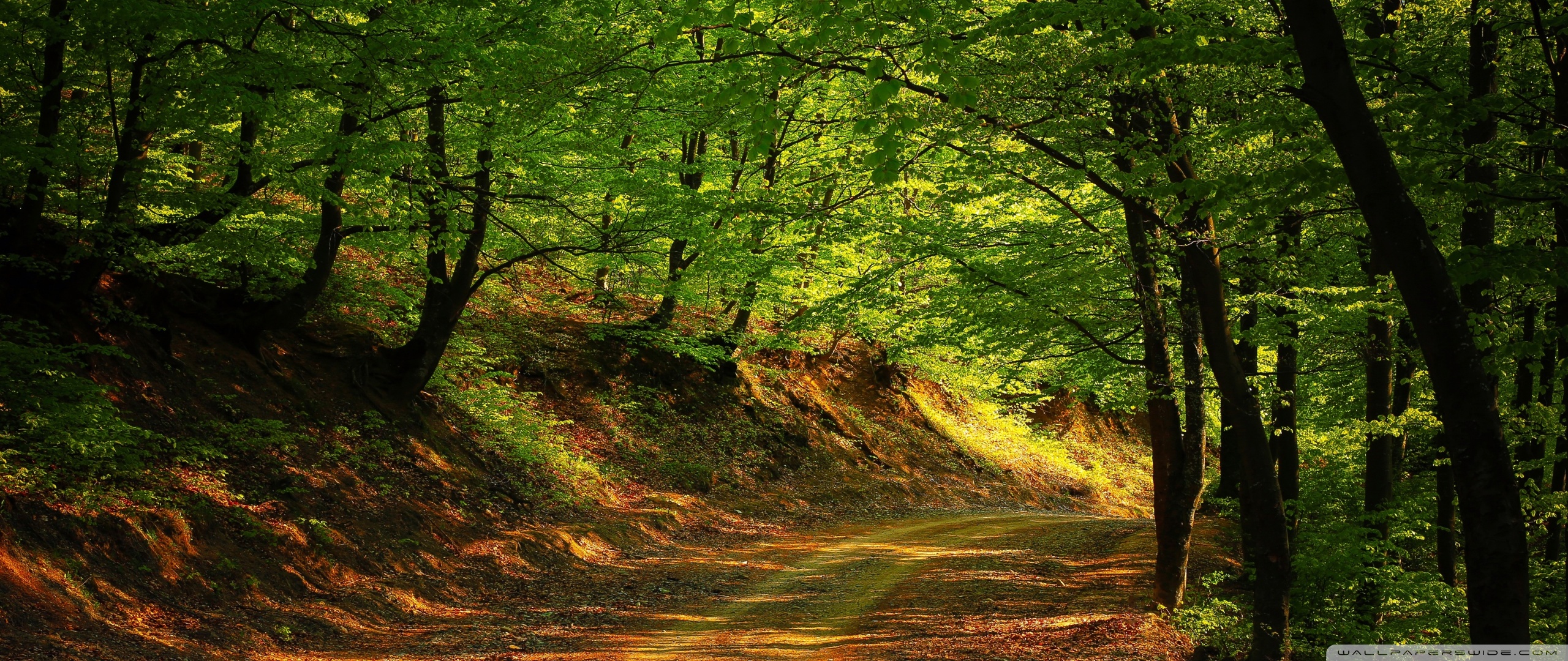 Forest Road, Summer Ultra HD Desktop Background Wallpaper for 4K UHD TV, Widescreen & UltraWide Desktop & Laptop, Multi Display, Dual Monitor, Tablet