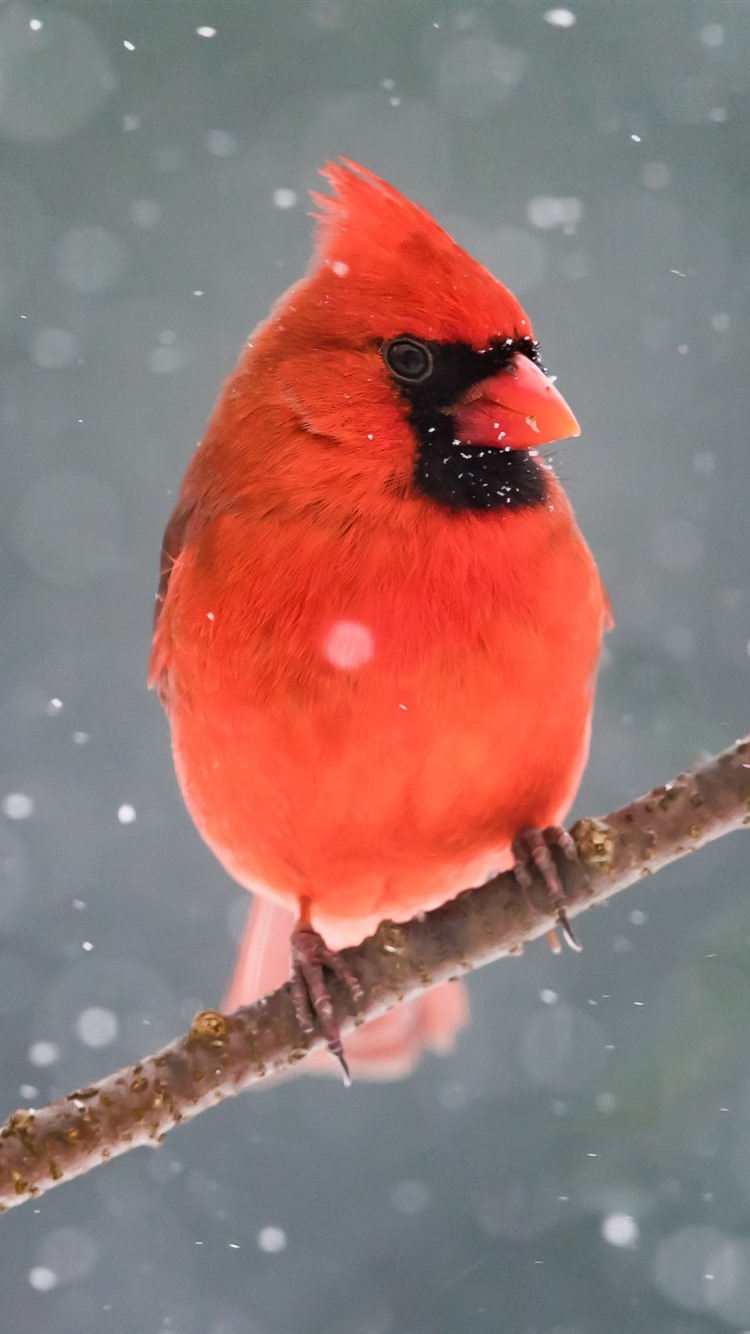 Google Image Result For Pngfile Big 229 2298405_iphone Wallpaper Cardinal In Sno. IPhone Wallpaper Winter, Cardinal Birds, Cardinals Wallpaper