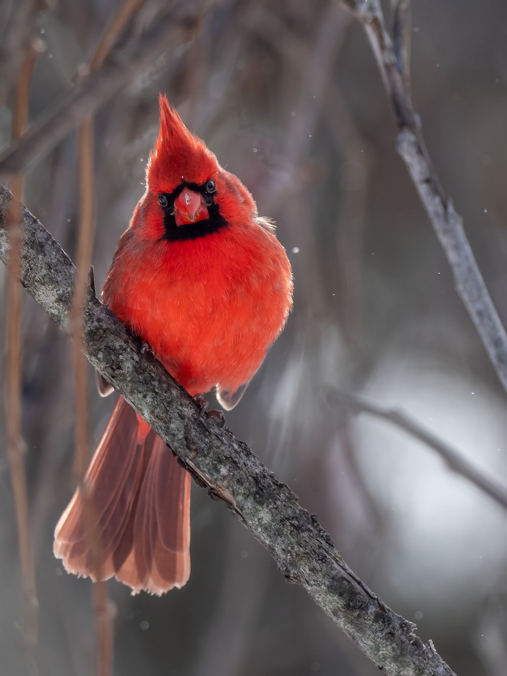 Cardinal Picture. Download Free Image