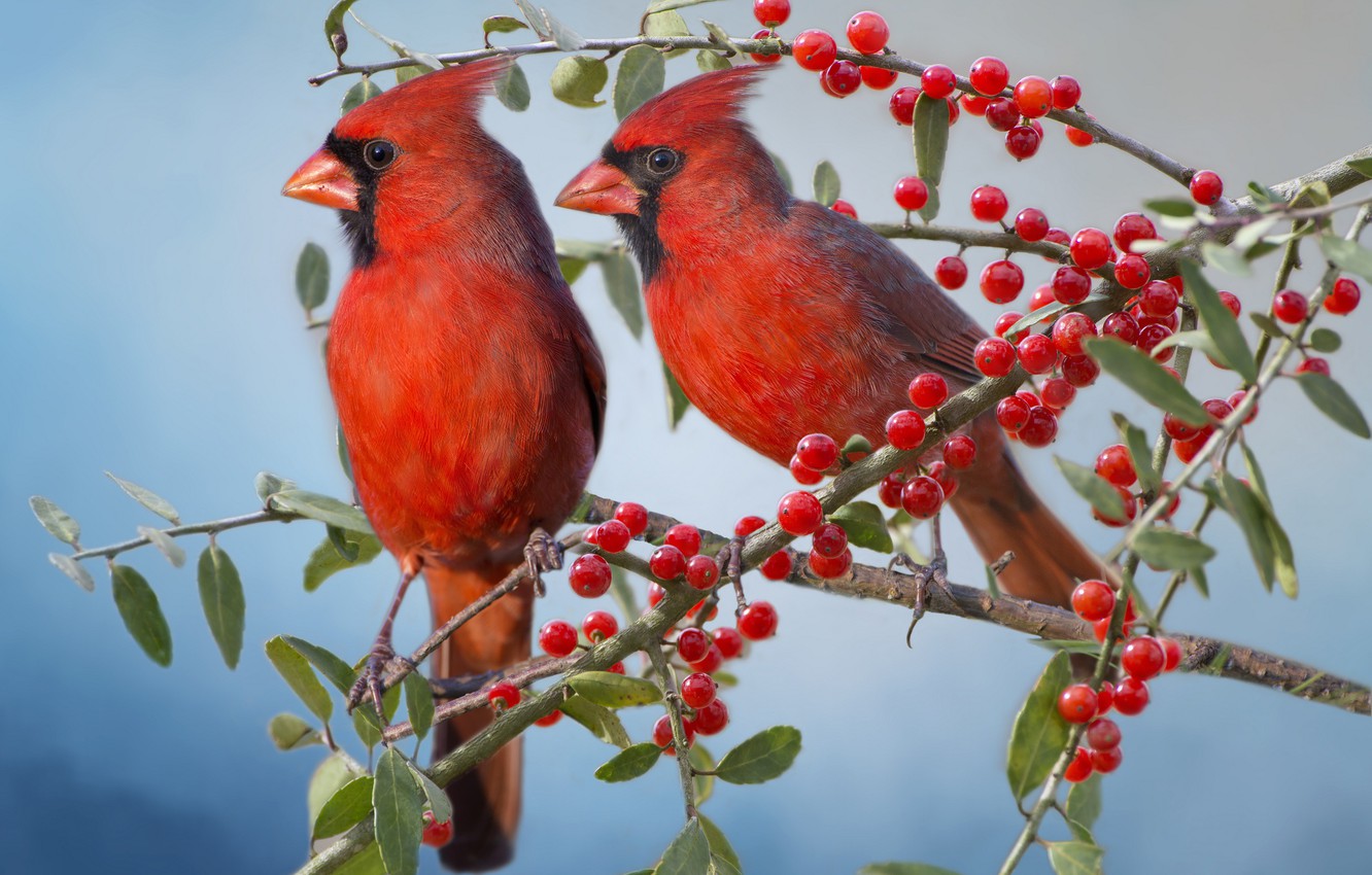 Wallpaper birds, branches, berries, a couple, the cardinals, Red cardinal image for desktop, section животные