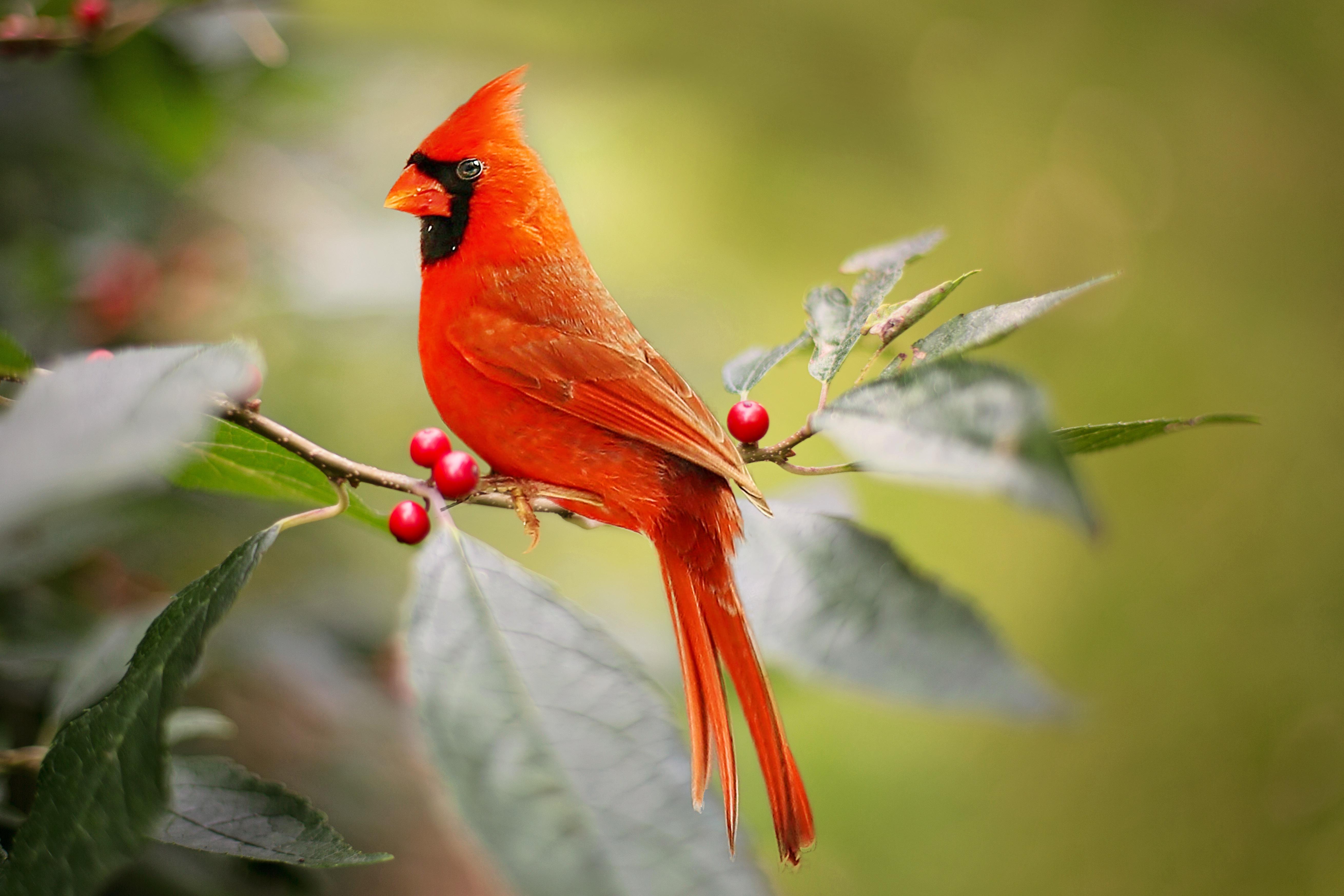 Cardinal 4K wallpaper for your desktop or mobile screen free and easy to download