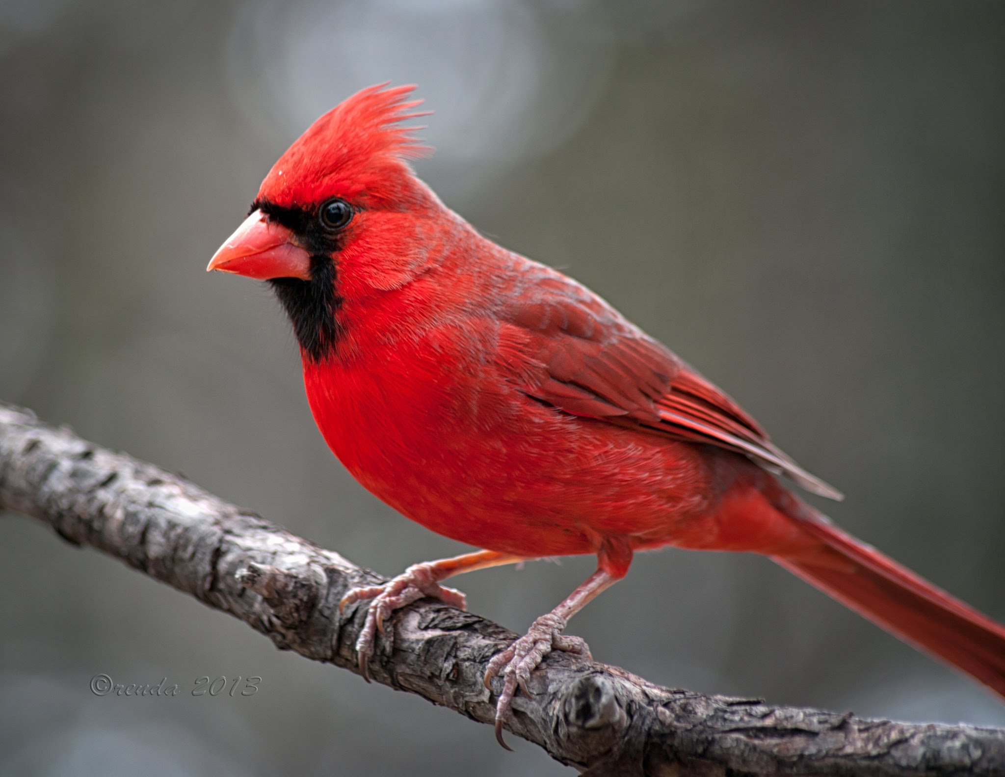 Northern Cardinal Birds Wallpaper, Creative Northern Bird Wallpaper & Background Download