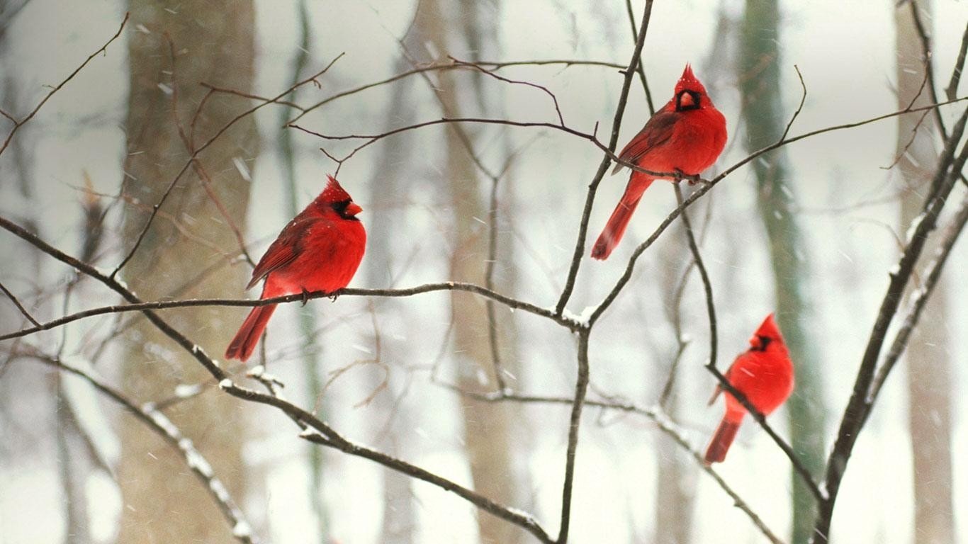 Cardinal Wallpaper and Background Imagex768