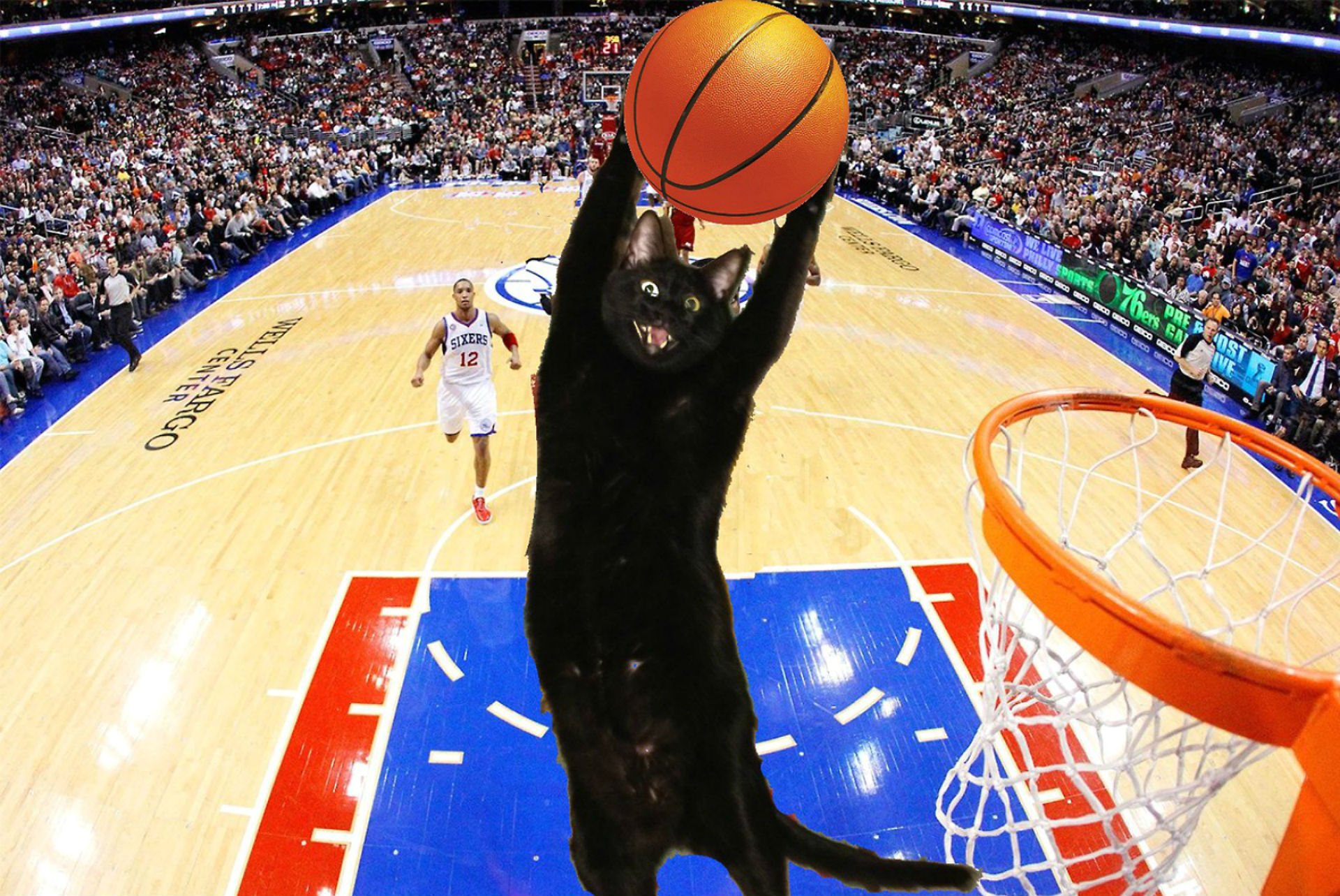 cats, Cat, Humor, Funny, Lol, Basketball Wallpaper HD / Desktop and Mobile Background
