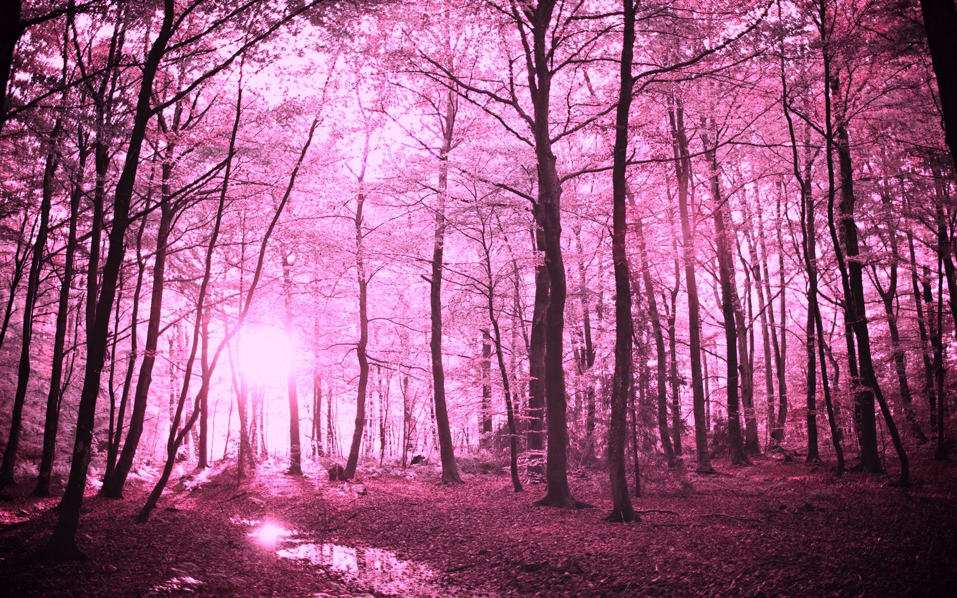 Pink Forest Wallpaper Free Pink Forest Background