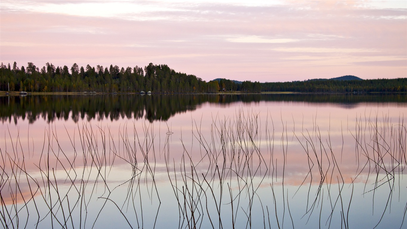 Quiet Lake Branches Retina HD Wallpaper