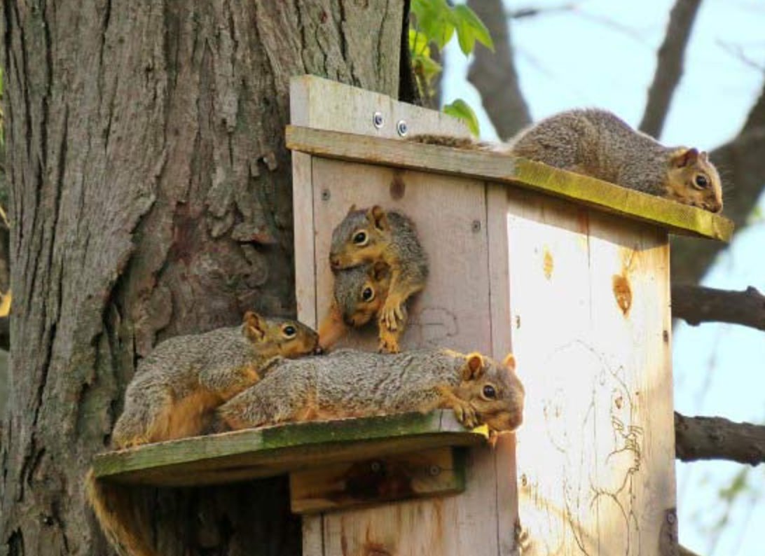 Birds & Blooms Funny Squirrel Photo You Need to See