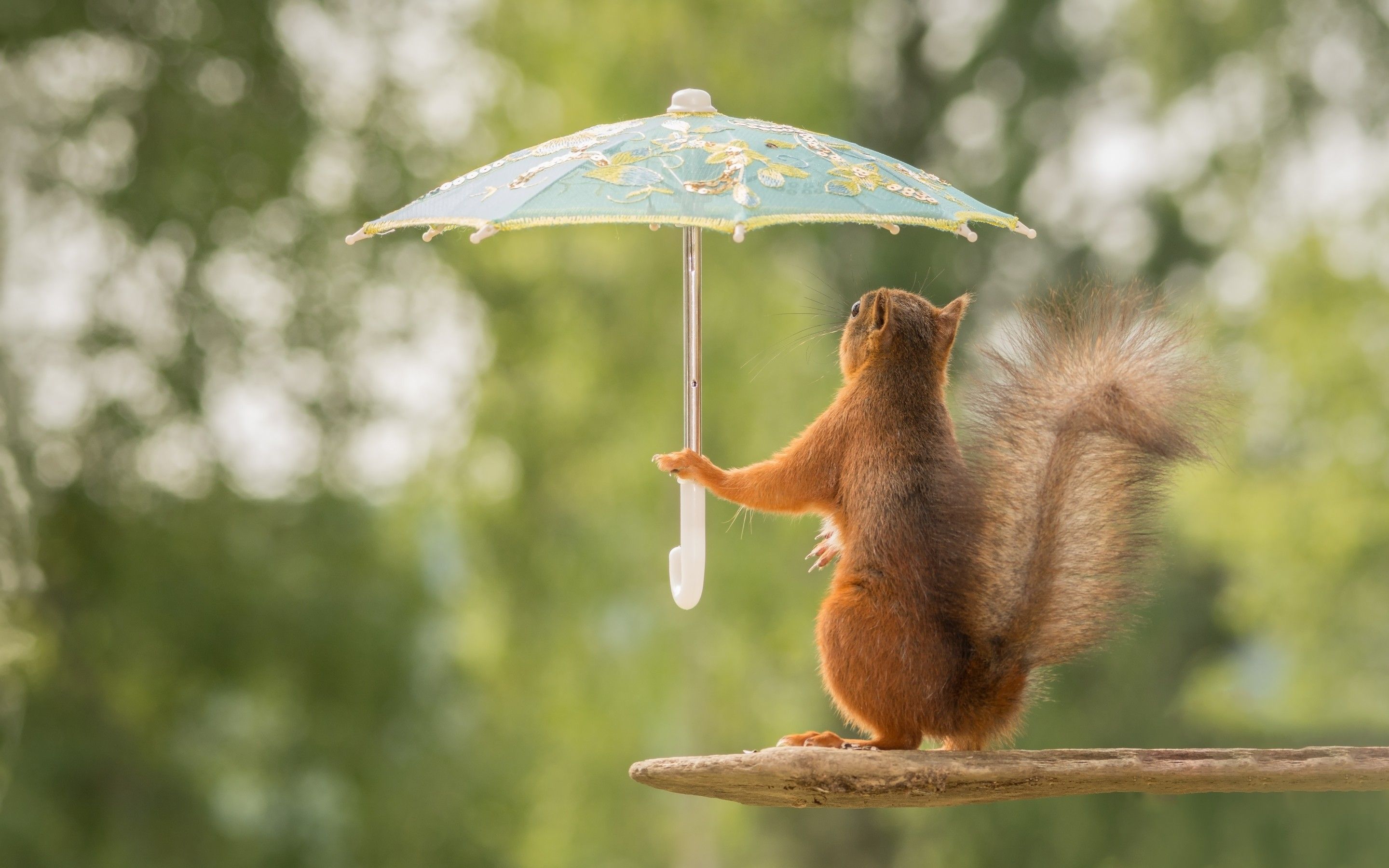 Squirrel Hold A Umbrellas Funny Pose wallpaper. Squirrel funny, Funny squirrel picture, Animal picture