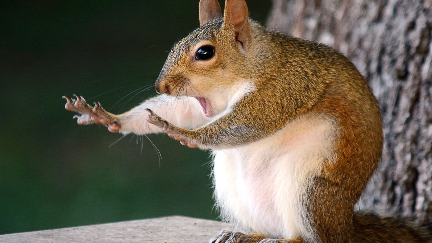 Funny Squirrel Wallpapers - Wallpaper Cave