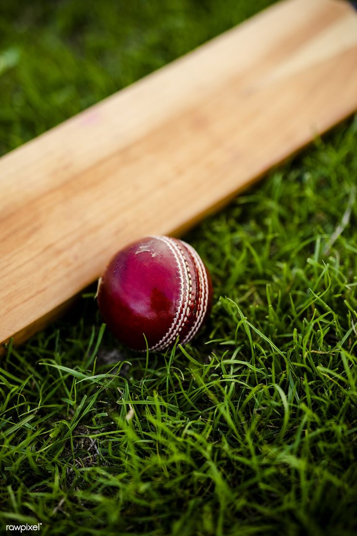 Cricket bat and ball on green grass. premium image / Felix. Cricket bat, Cricket wallpaper, Cricket balls