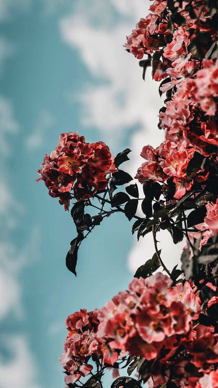 Nice Live Wallpaper Background Flowers Wallpaper & Background Download