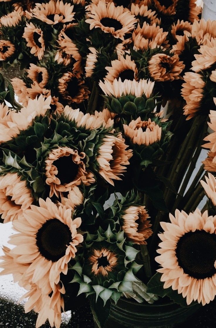 w a l l p a p e r s ✧. Sunflower wallpaper, Flower wallpaper, Flower aesthetic