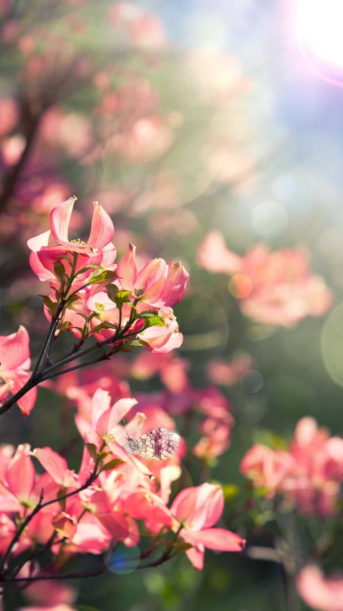 Aesthetic Floral Wallpaper Free HD Wallpaper