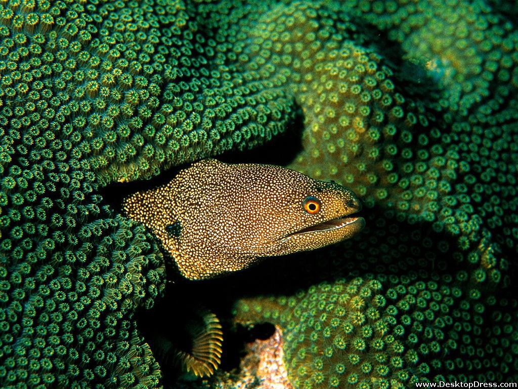 Desktop Wallpaper Other Background Moray Eel