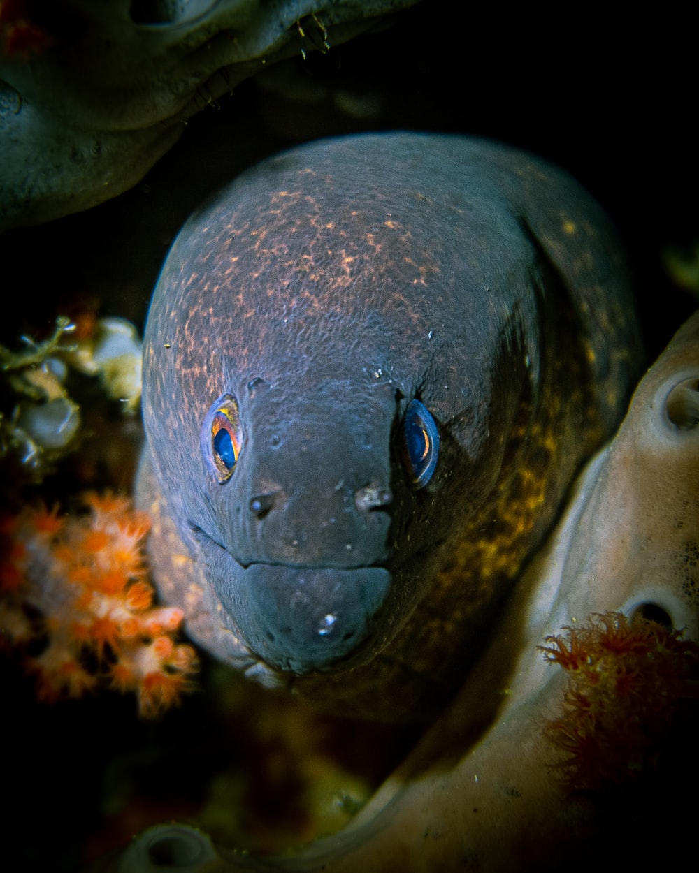 Moray Eel Picture. Download Free Image