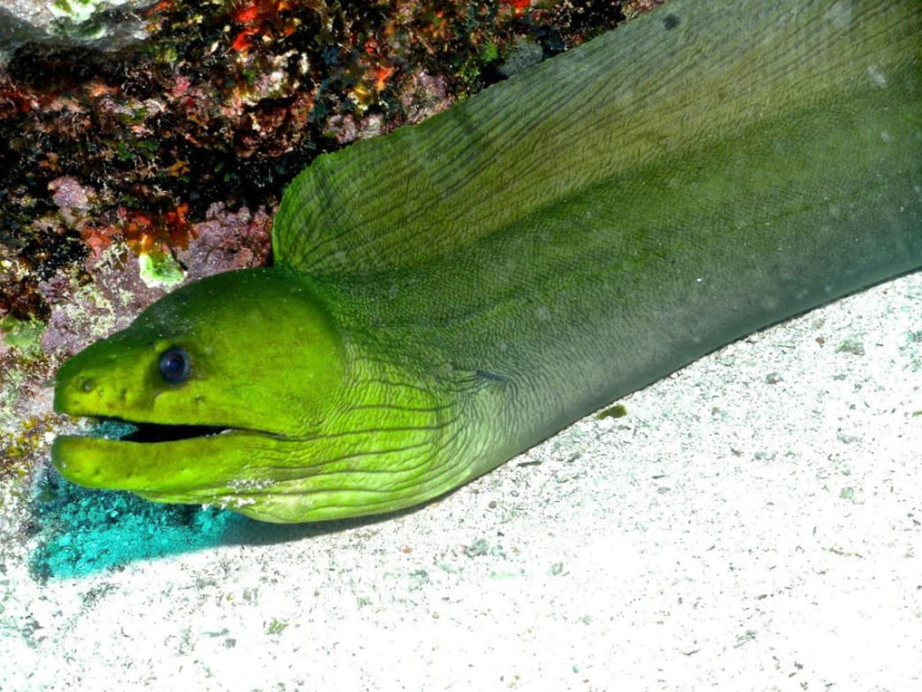 Green Moray Eel