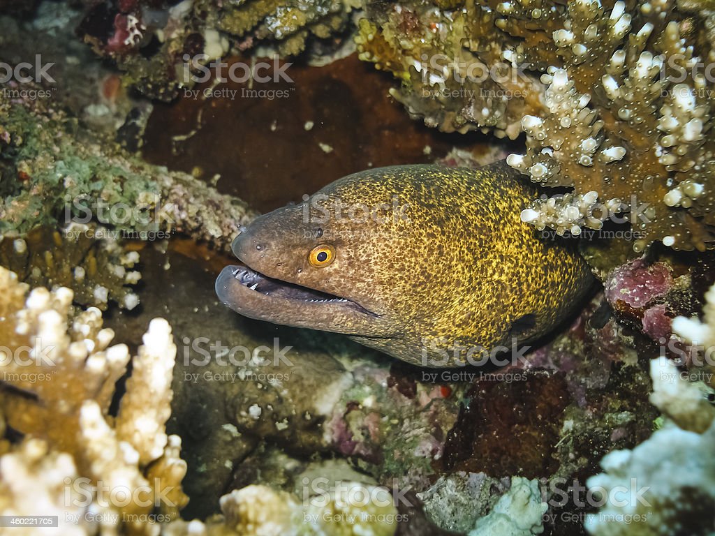 Moray Eel Image Now