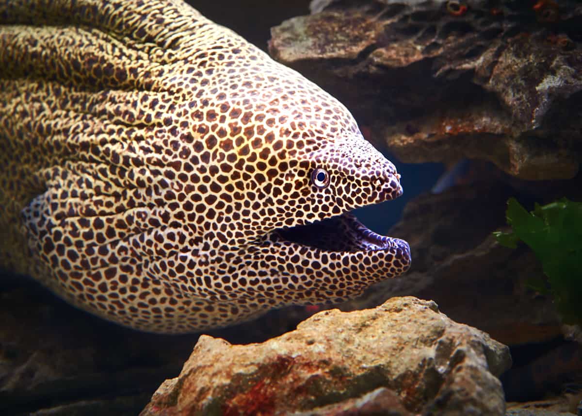 Moray Eel Facts: Double Jawed Beauties Of The Deep