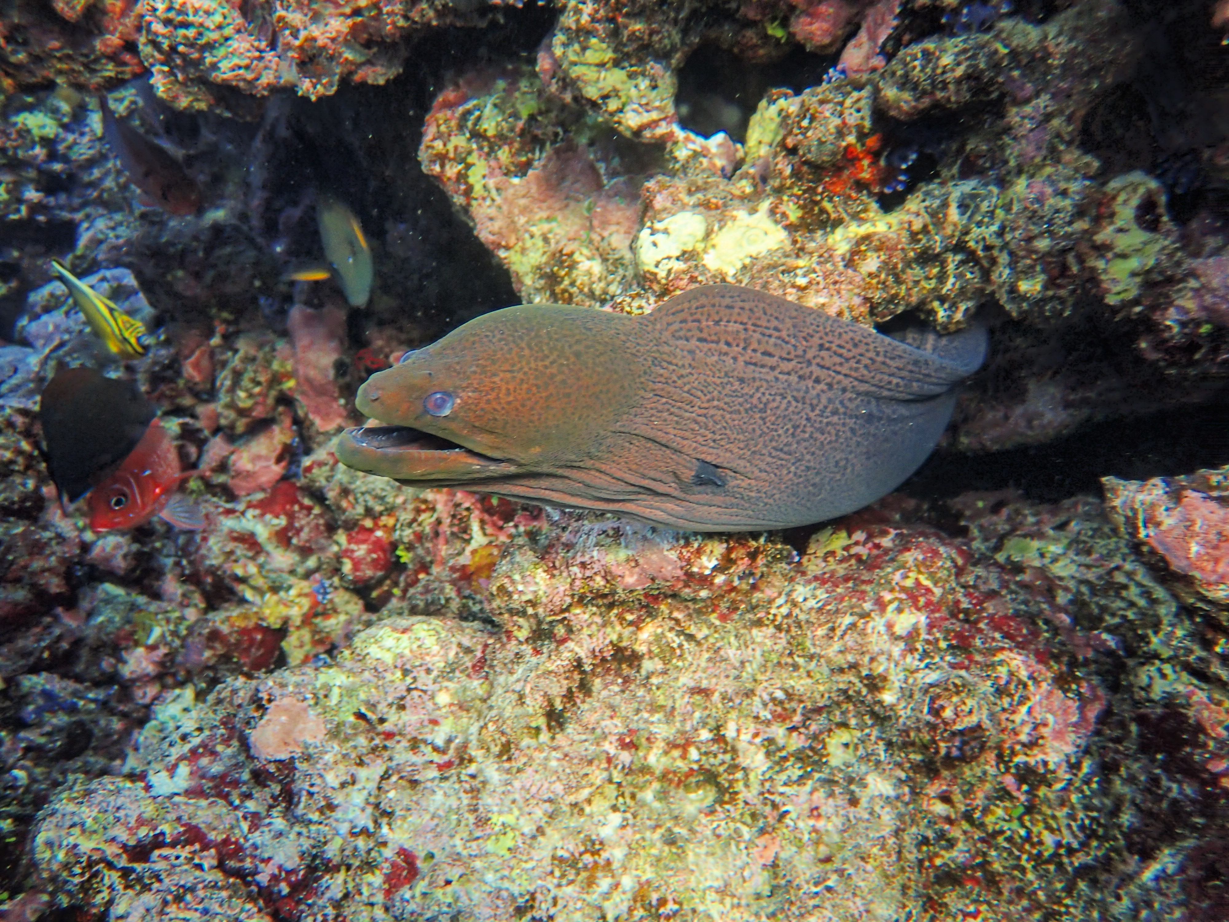 Best Moray Eel Photo · 100% Free Downloads