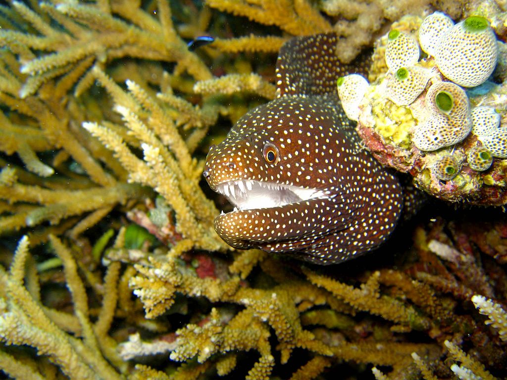 Moray