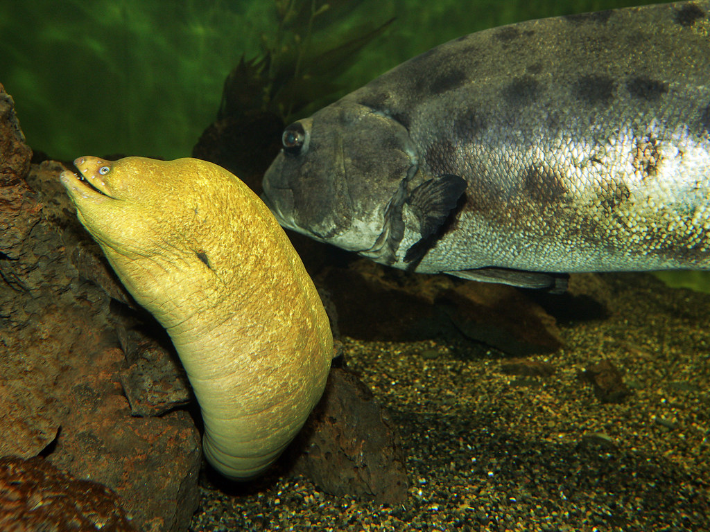 California Moray Eel and Giant Sea Bass*. TAXONOMY Kingdom