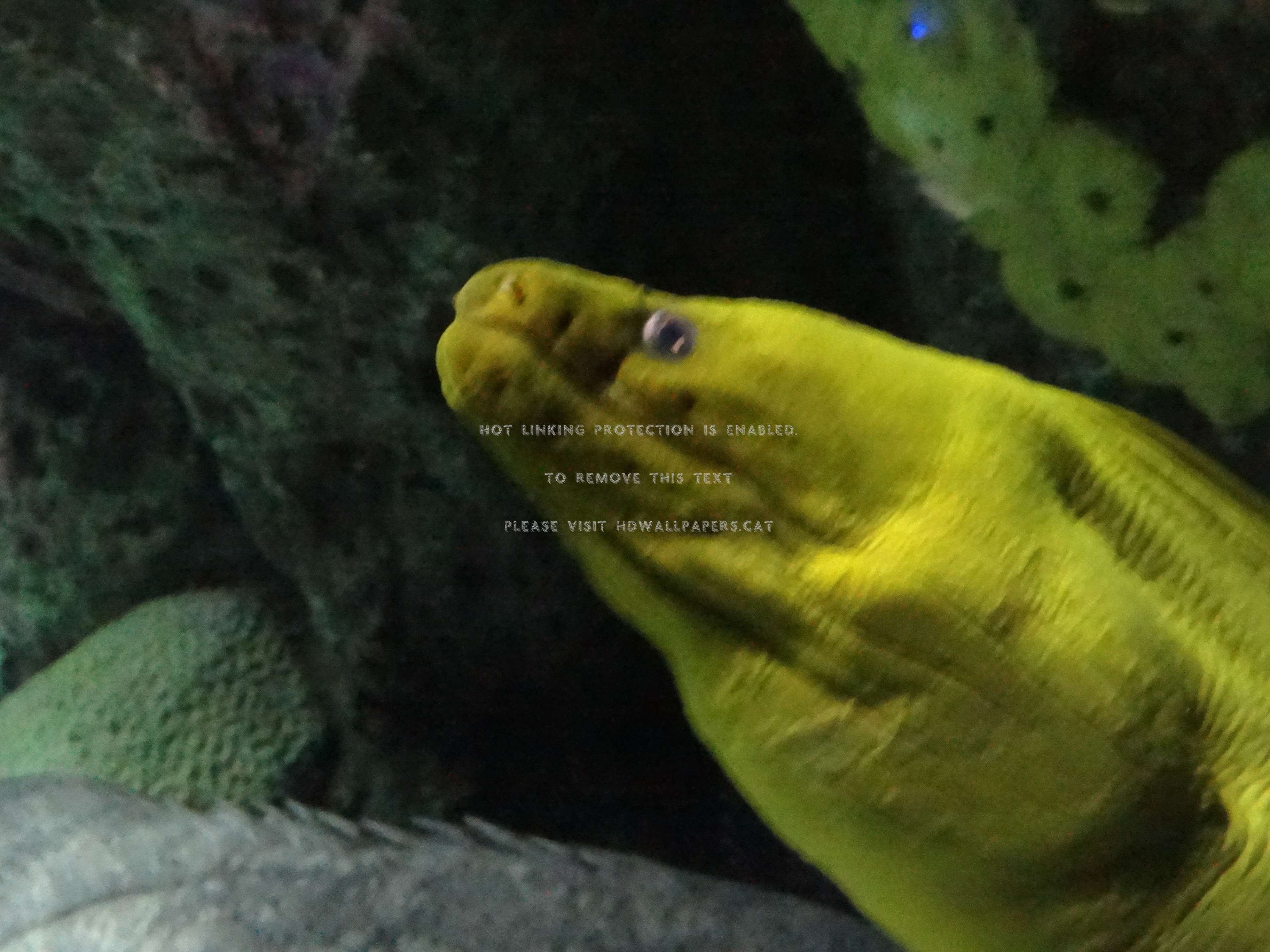 moray eel water aquarium fish animals