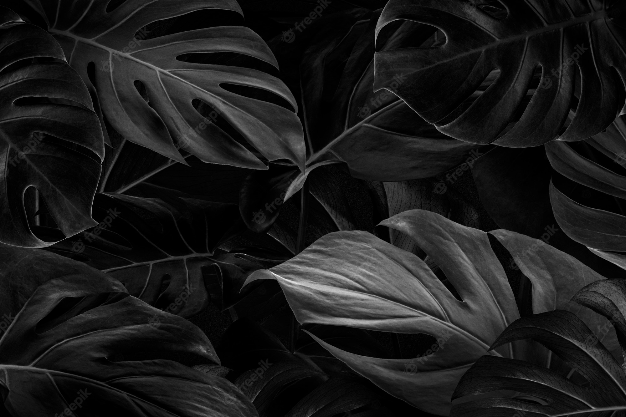 Black Background Image. Free Vectors, & PSD