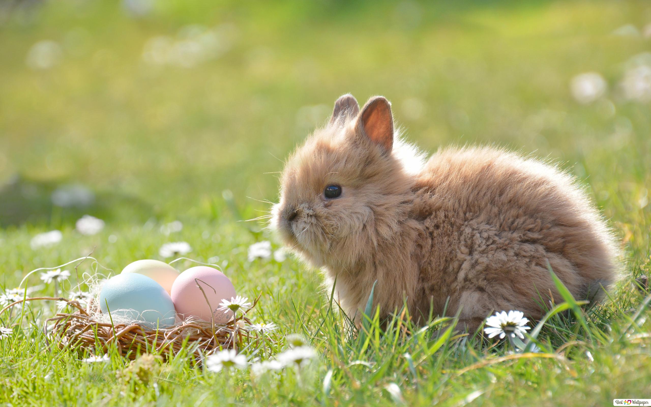 Cute Easter Bunny HD wallpaper download