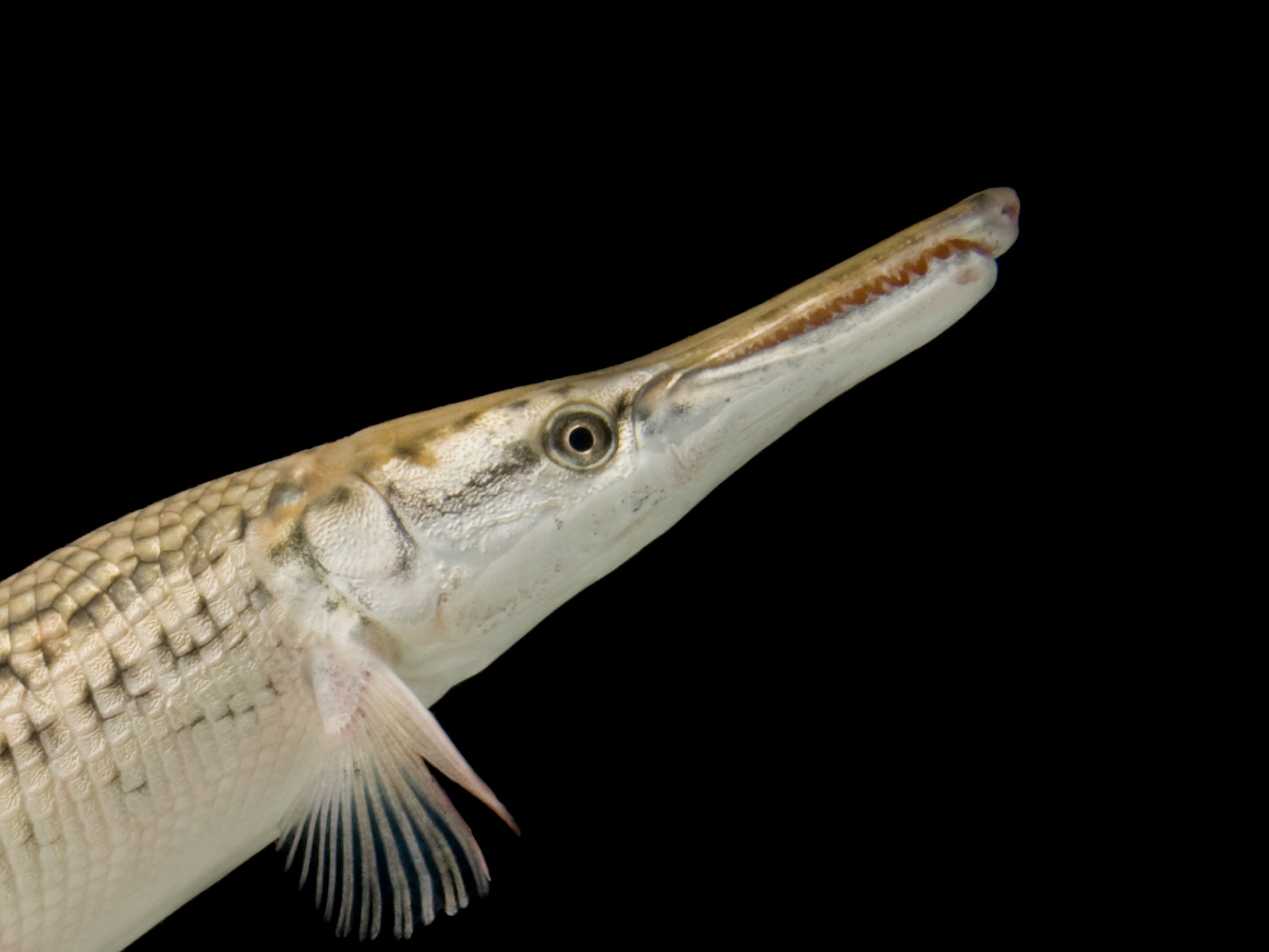 Alligator gar, facts and photo