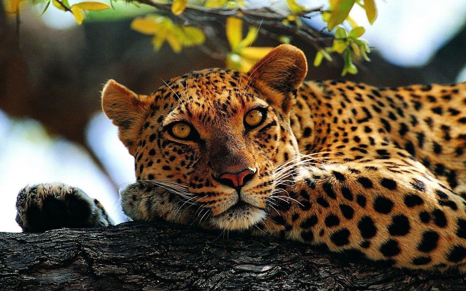 Animals Cheetah Wallpaper HD