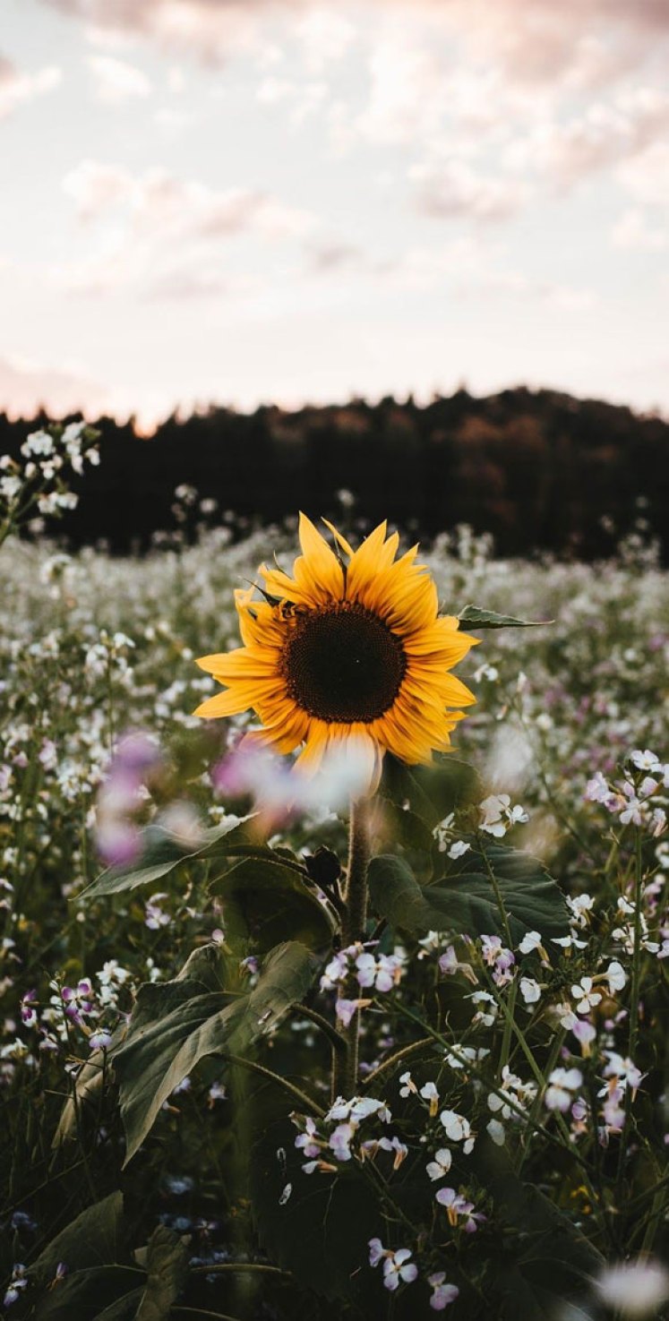 Beautiful Flower iPhone Wallpaper