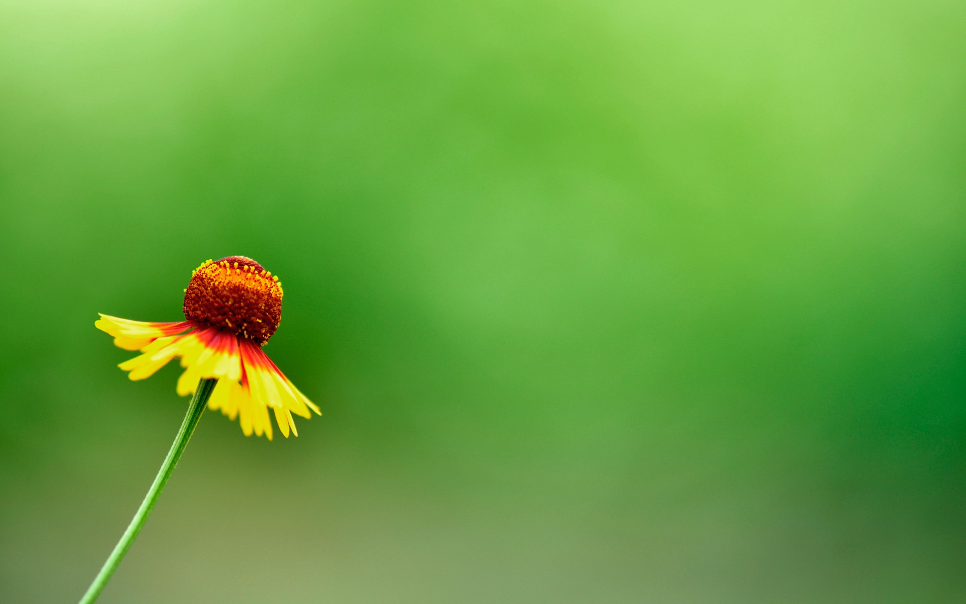 Yellow Summer Flower wallpaper. Yellow Summer Flower