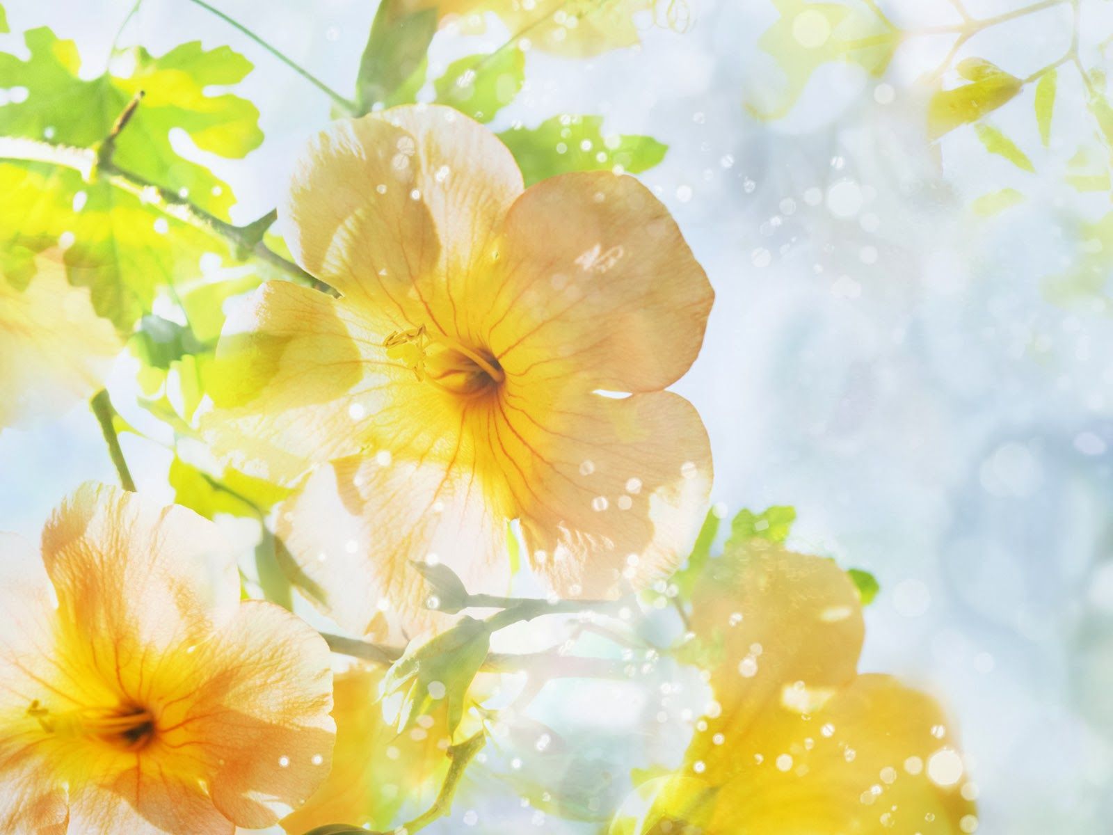 Summer Flowers Wallpaper