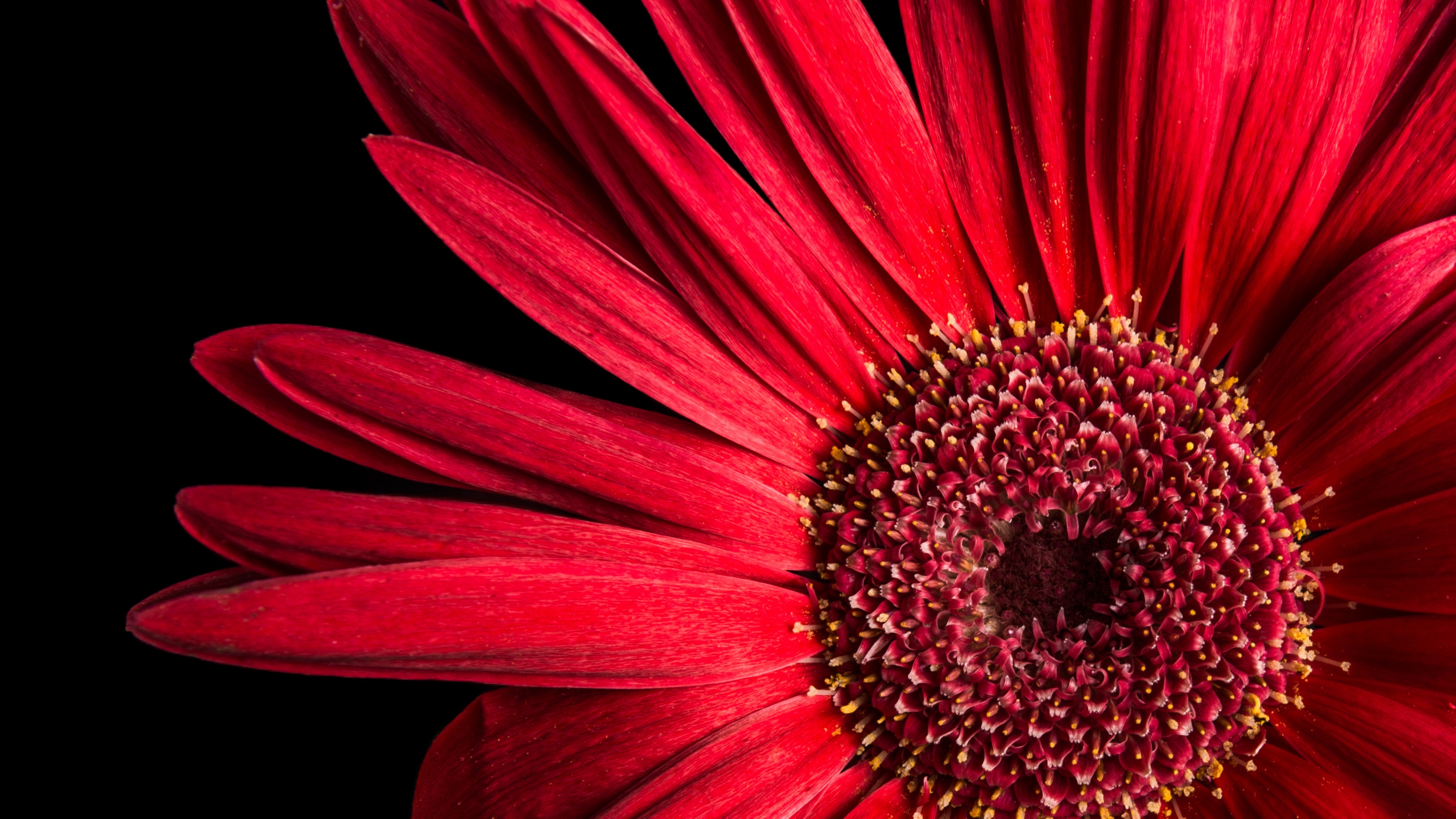 Gerbera Daisy Wallpaper 4K, Red flowers, Black background, AMOLED, Closeup, Flowers