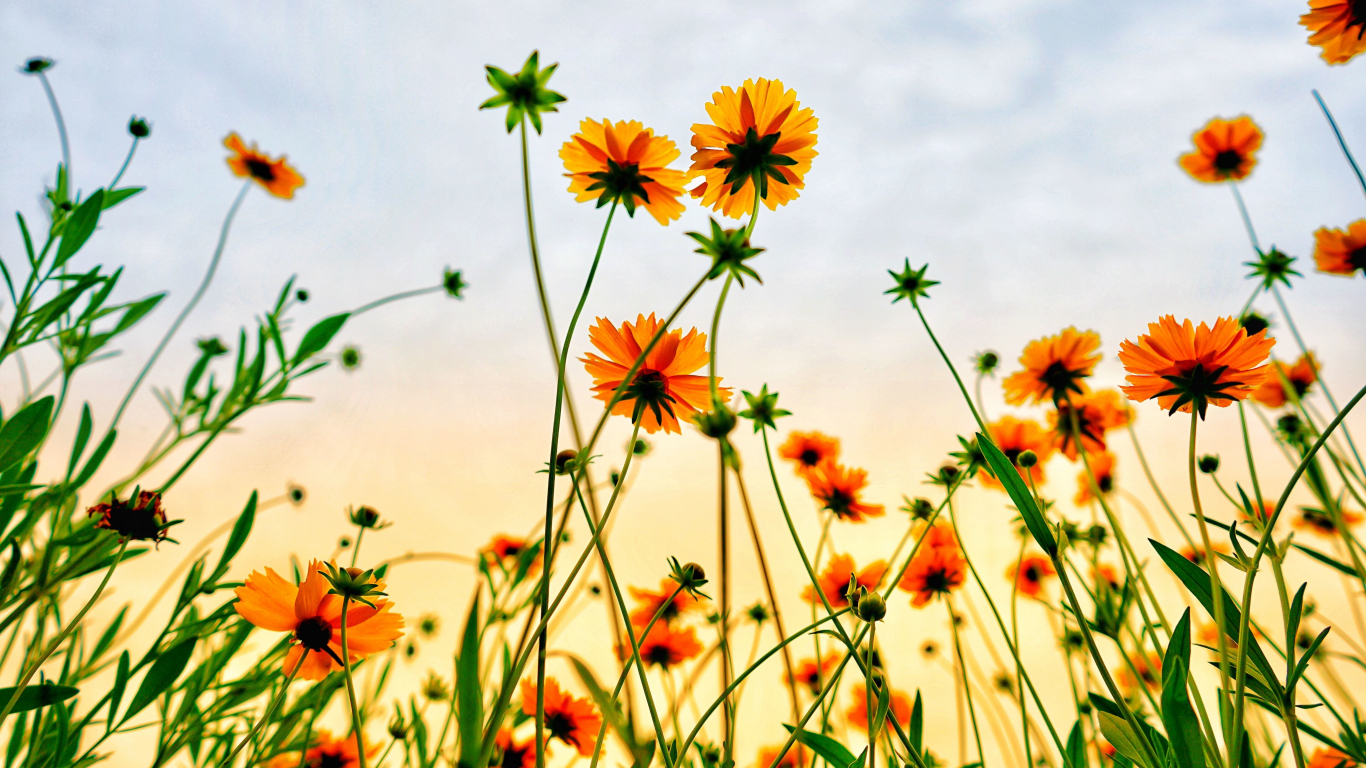 Download cosmos field, flowers, summer 1366x768 wallpaper, tablet, laptop, 1366x768 HD image, background, 9134