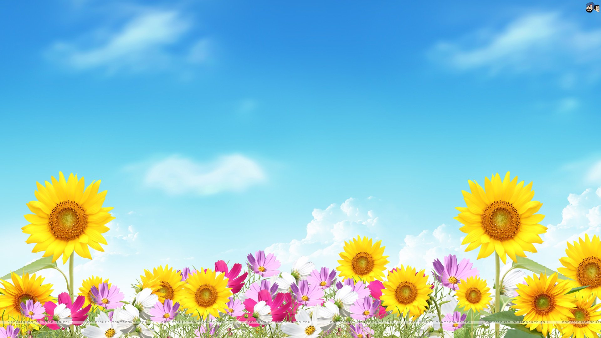 Free download Sunflower Daisy Cosmos Digital Art 1920x1080 [1920x1080] for your Desktop, Mobile & Tablet. Explore Wallpaper Summer. Summer Wallpaper Background, Free Summer Wallpaper, Summer Wallpaper for My Desktop