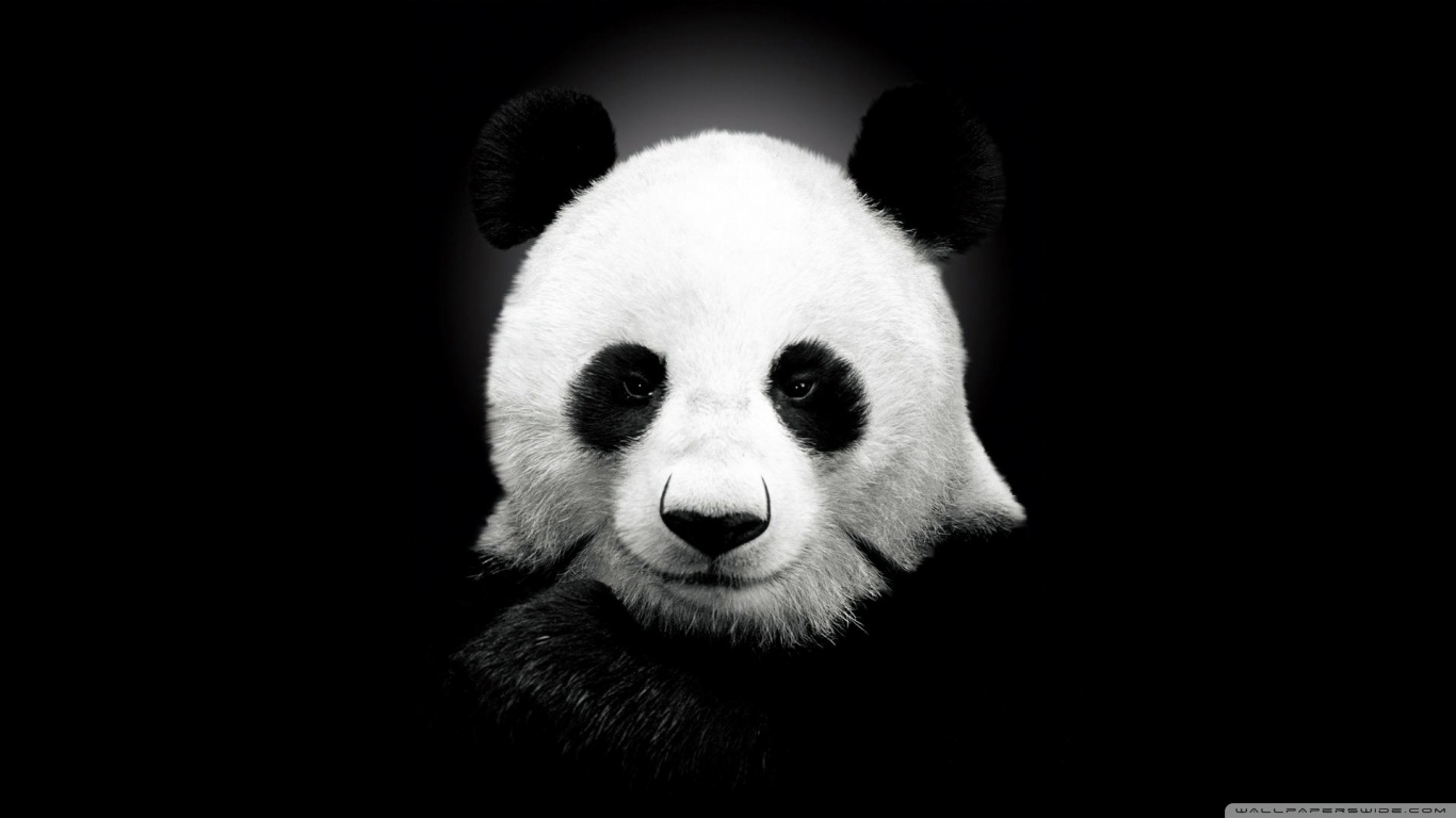 Panda Bear Â ¤ 4k HD Desktop Wallpaper For 4k Ultra Black And White