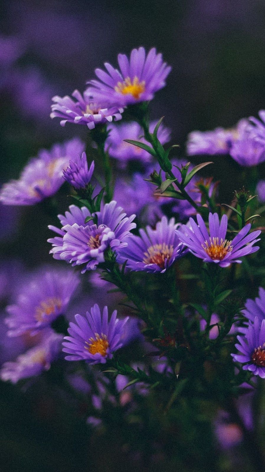Aesthetic Flowers Purple Wallpapers Wallpaper Cave