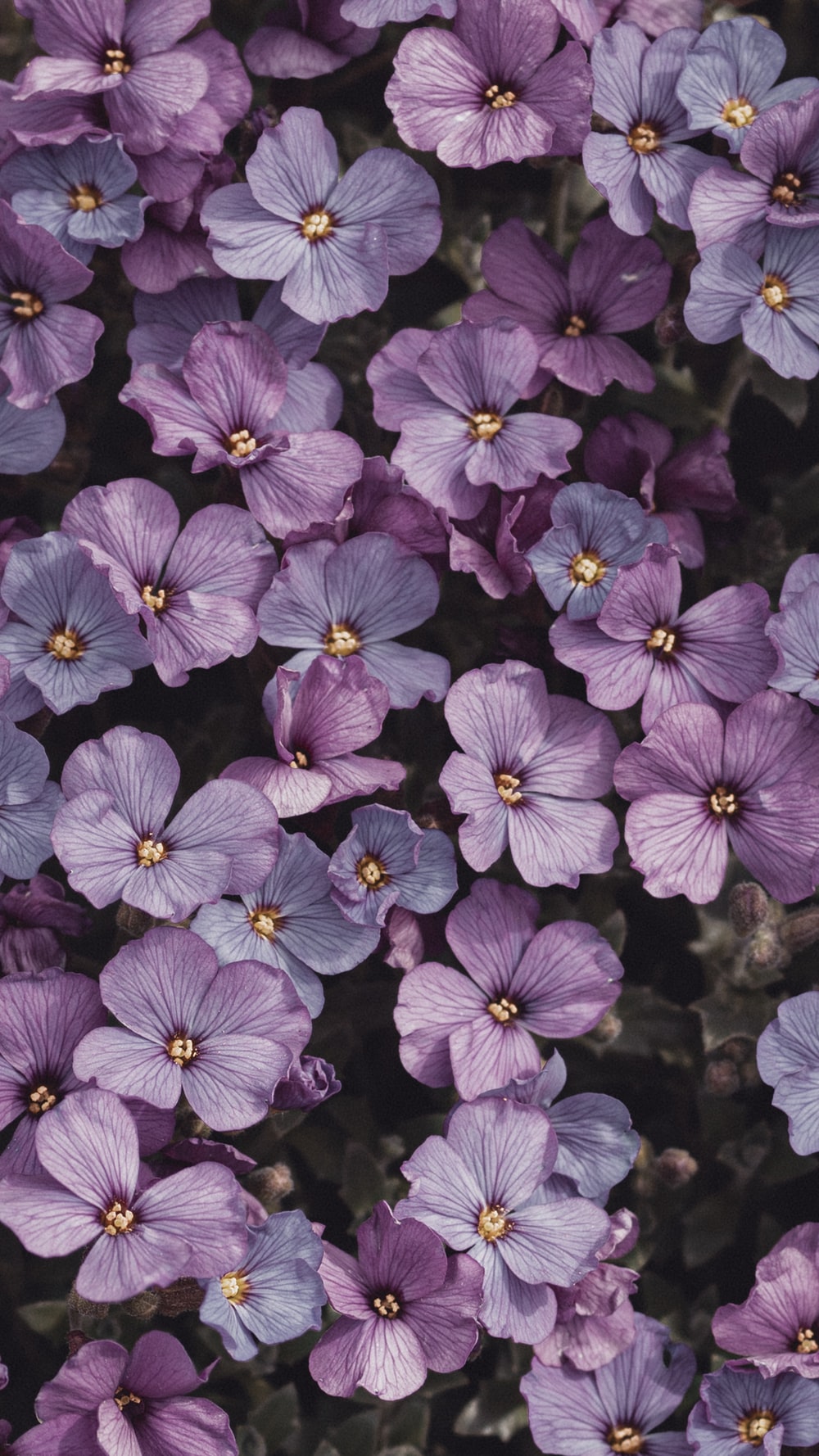 purple flowers with green leaves photo