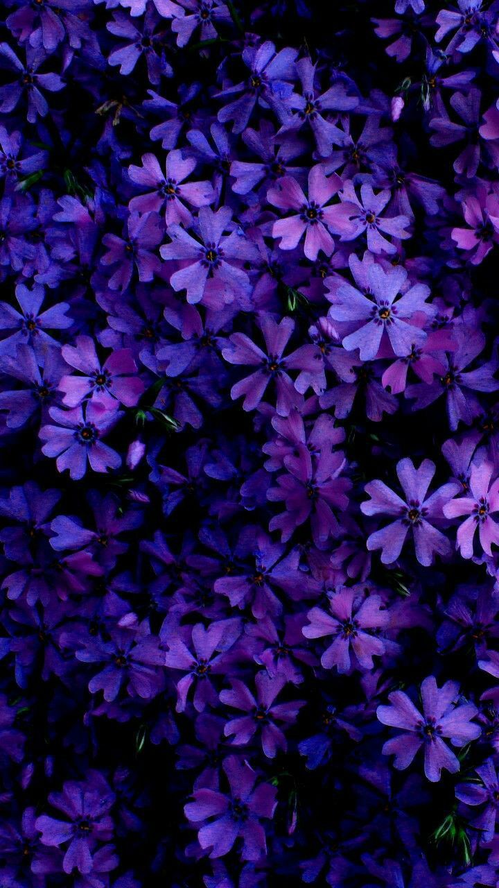 Aesthetic Flowers Purple Wallpapers Wallpaper Cave