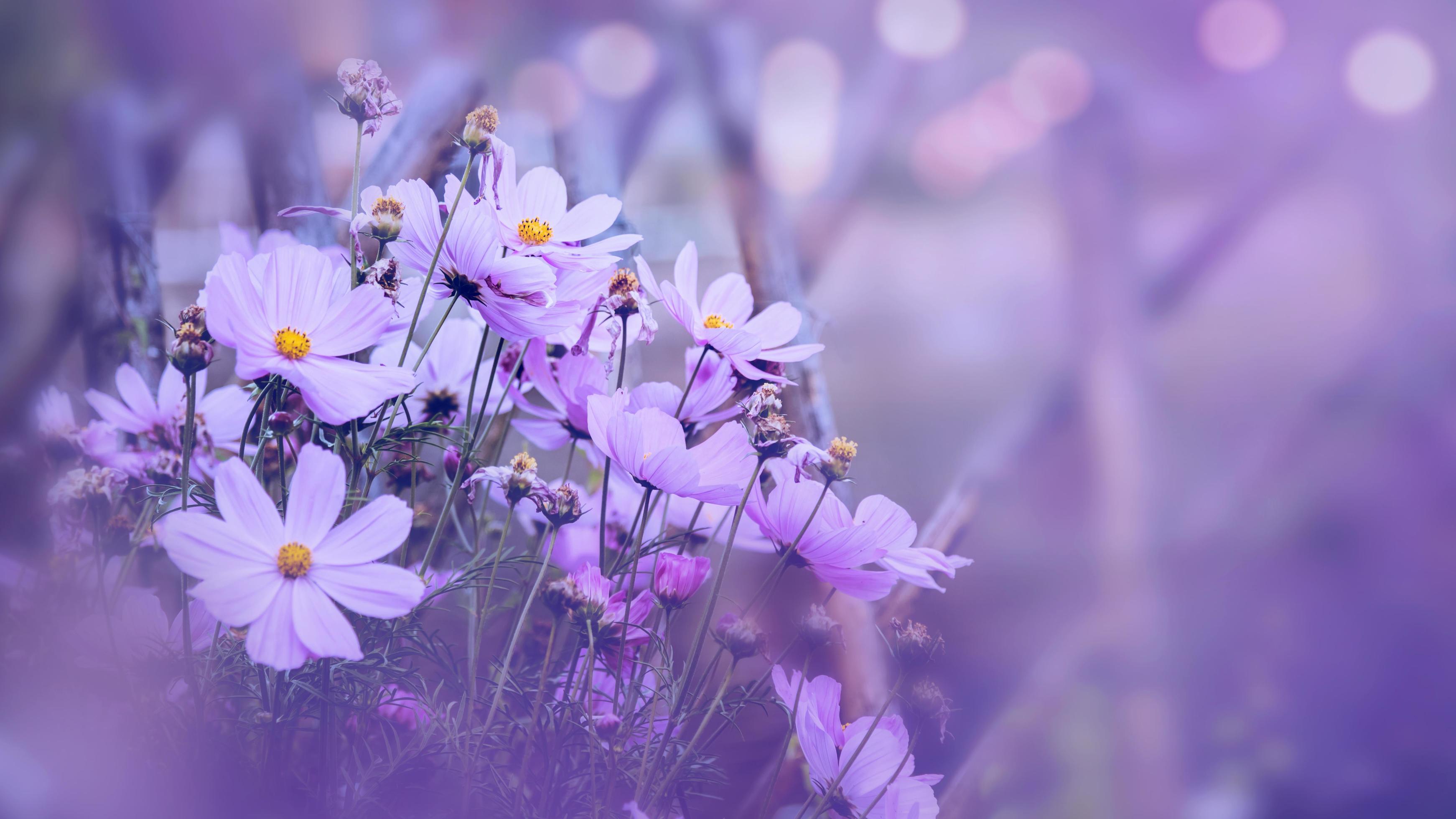background nature Flower mexican aster. purple flowers. background blur. wallpaper Flower, Space for text